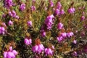 29 Erica in fiore